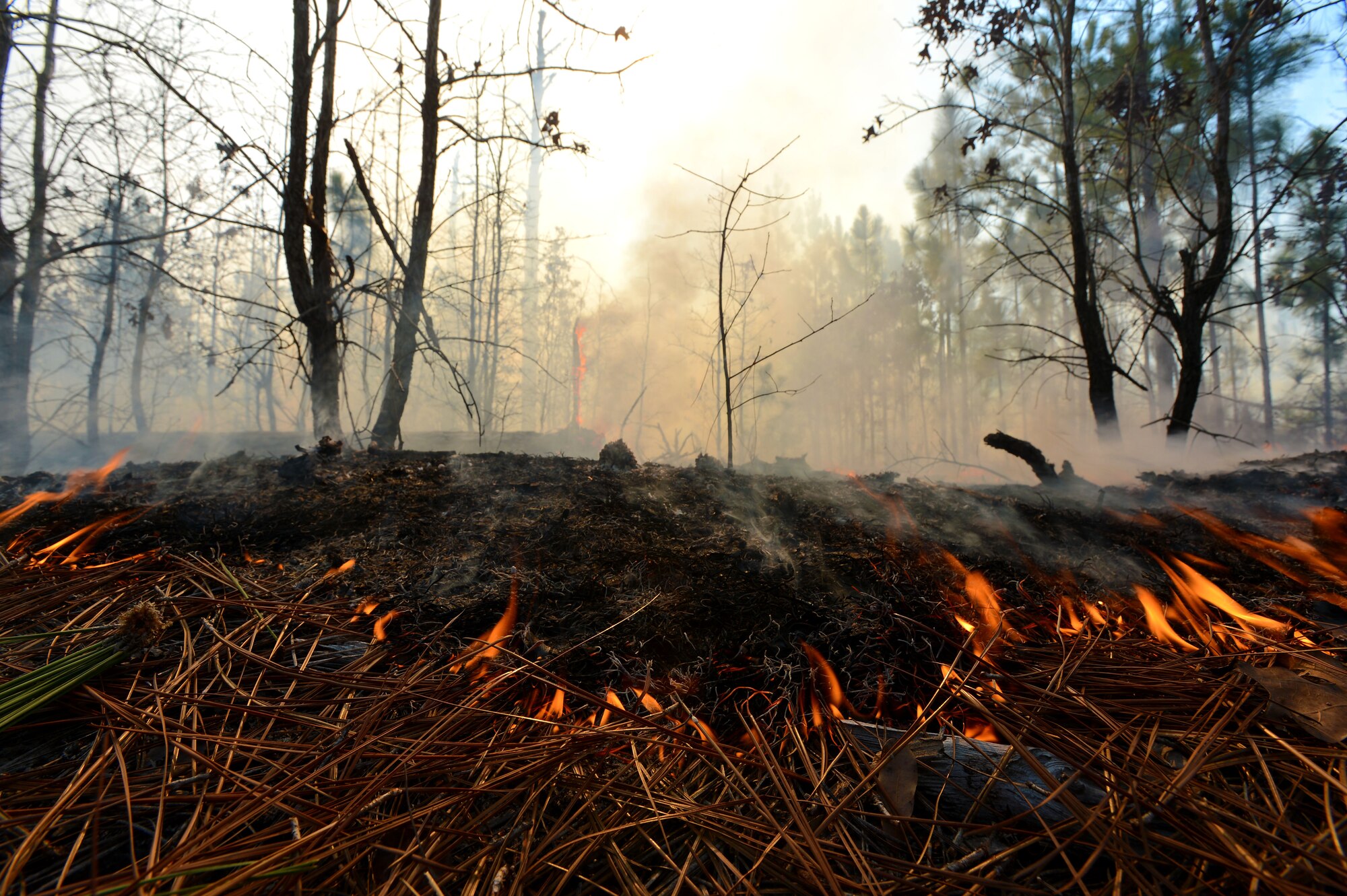 Fire burns dried pine needles during a prescribed burn at the Poinsett Electronic Combat Range, Sumter, S.C., Jan. 28, 2015.  During a three-year cycle, up to three burns per year are carried out to ensure future safety of the wildlife. (U.S. Air Force Senior Airman Jensen Stidham/Released)
