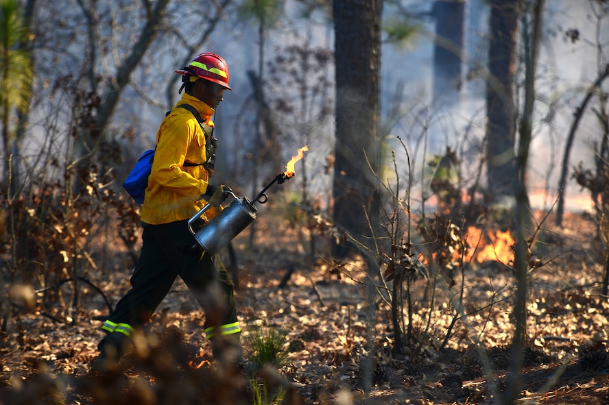 A U.S. Fish and Wildlife Service fire module detail member uses a kerosene drip torch during a prescribed burn at the Poinsett Electronic Combat Range, Sumter, S.C., Jan. 28, 2015.  During the burn, workers walked through the wooded areas to ensure that all brush catches on fire. (U.S. Air Force photo by Senior Airman Jensen Stidham/Released)

