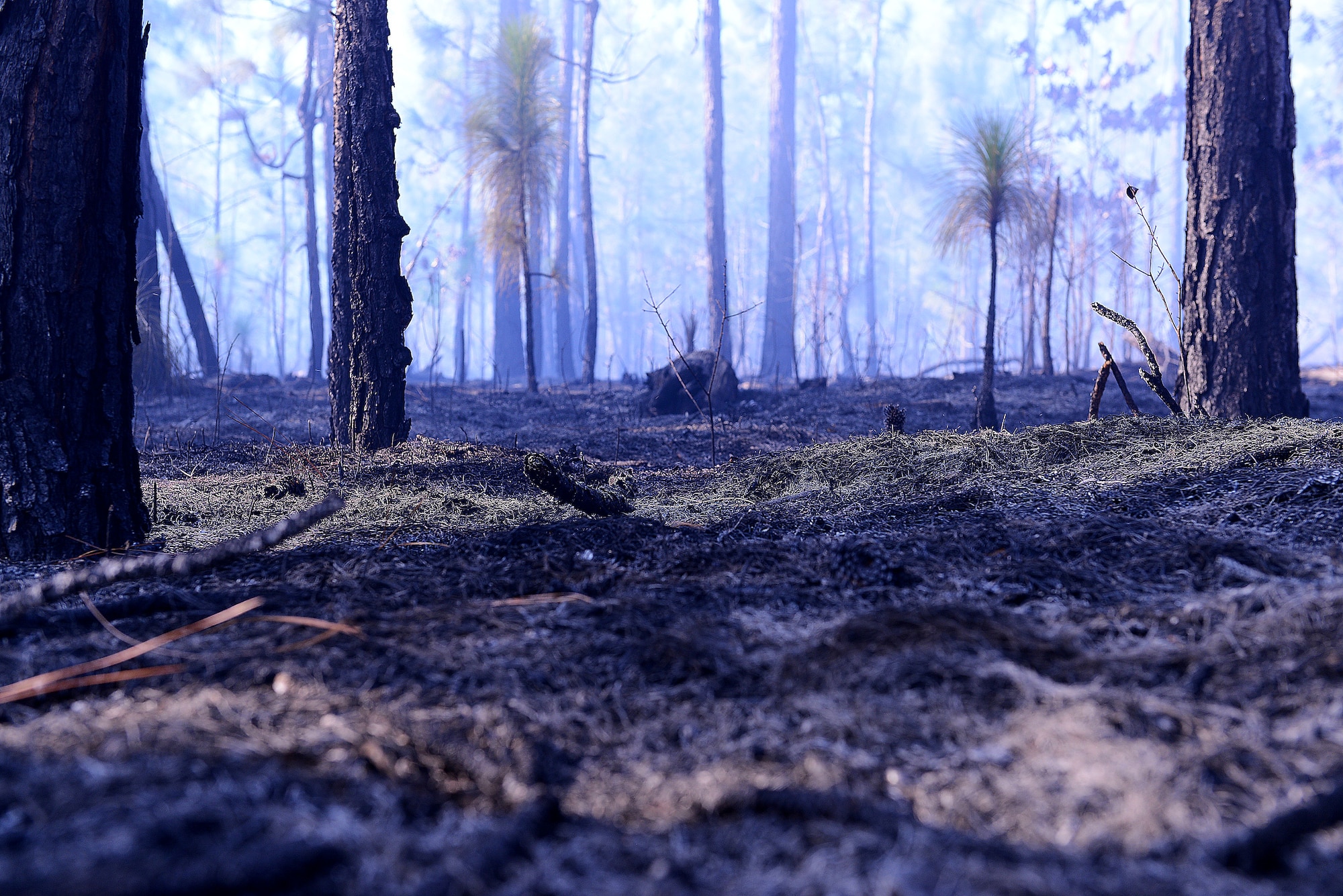 Ashes are scattered about the forest floor at Poinsett Electronic Combat Range, Sumter, S.C., Jan. 28, 2015. The prescribed burns help enhance the timber and wildlife habitat by allowing the native longleaf pines to flourish which enhances the habitat of the Red-cockaded Woodpecker, an endangered species. (U.S. Air Force photo by Airman 1st Class Diana M. Cossaboom/Released)