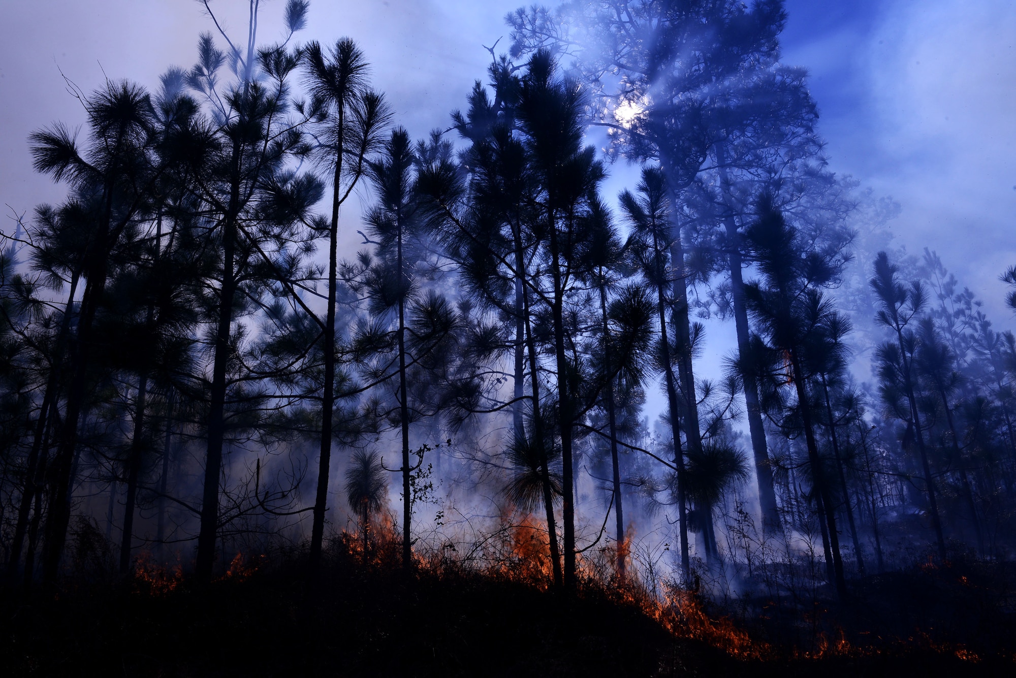 A prescribed fire burns at Poinsett Electronic Combat Range, Sumter, S.C., Jan. 28, 2015. The natural resources team reduced wildfires on Poinsett by 95 percent through using controlled burns minimizing negative impacts on the flying mission and enhancing the timber and wildlife habitat. (U.S. Air Force photo by Airman 1st Class Diana M. Cossaboom/Released)