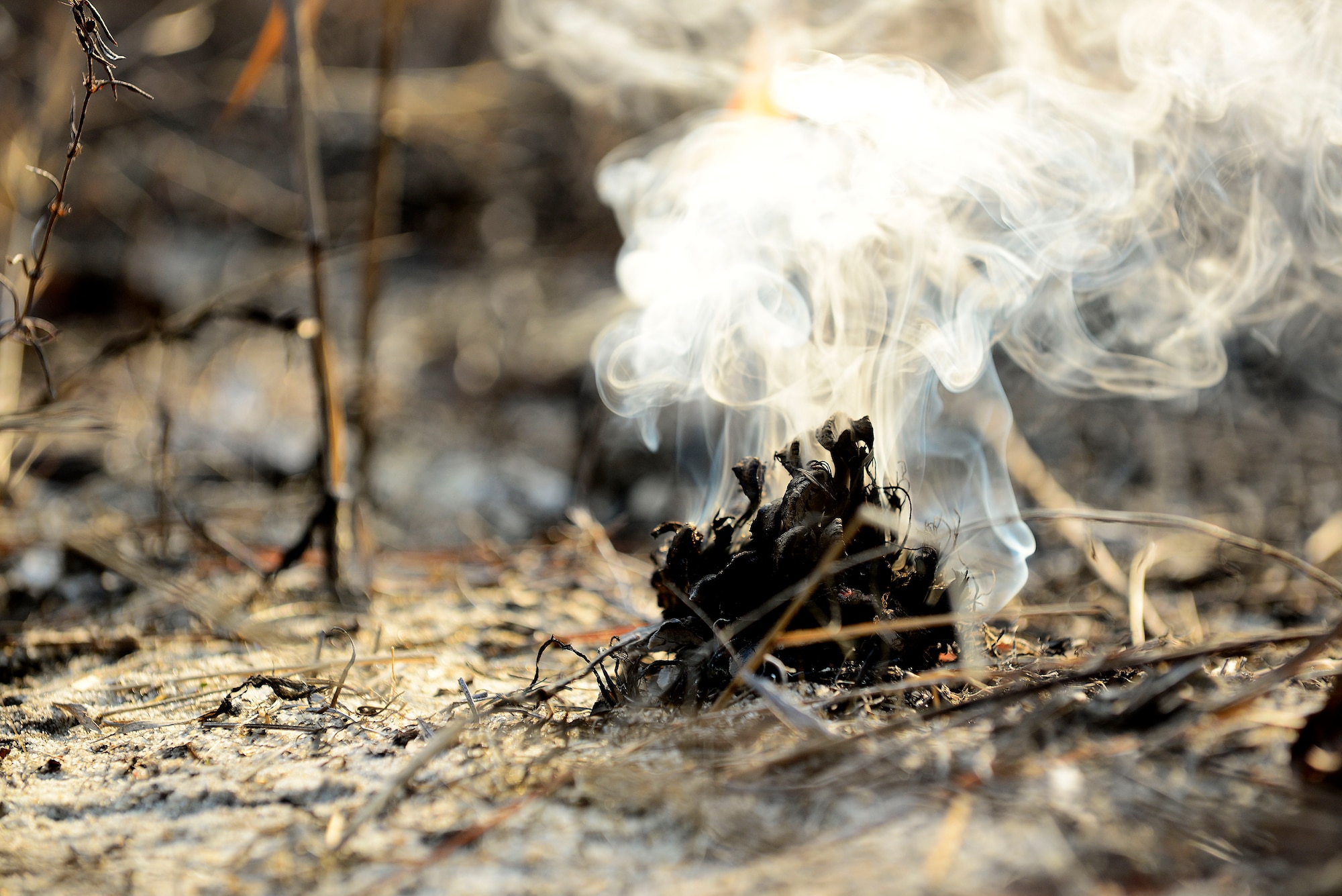 A pinecone smokes after being on fire during prescribed burning at Poinsett Electronic Combat Range, Sumter, S.C., Jan. 28, 2015. Between the last two years, the natural resources team orchestrated prescribed burns on 2,557 acres of wildland. (U.S. Air Force photo by Airman 1st Class Diana M. Cossaboom/Released)