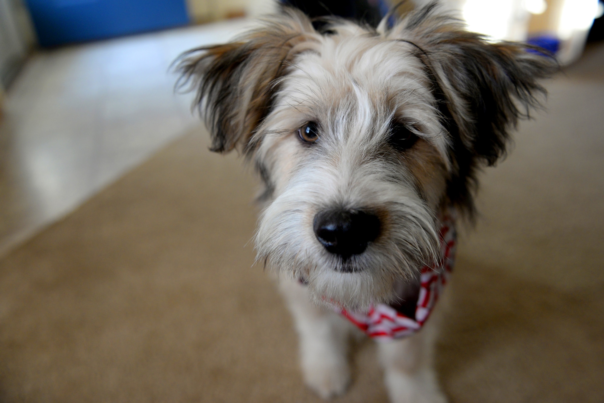 Bandit, a terrier mix puppy, explores his new foster home, Scott Air Force Base, Ill., Jan. 28, 2015. She ensured Bandit had a foster home to await his owner’s return. Staff Sgt. Arin Vickers, 435th Supply Chain Operations Squadron C-5 Stock Control Supervisor, rescued him on the streets of Kuwait and is slated to return to Scott later this year. (U.S. Air Force photo by Airman 1st Class Kiana Brothers)