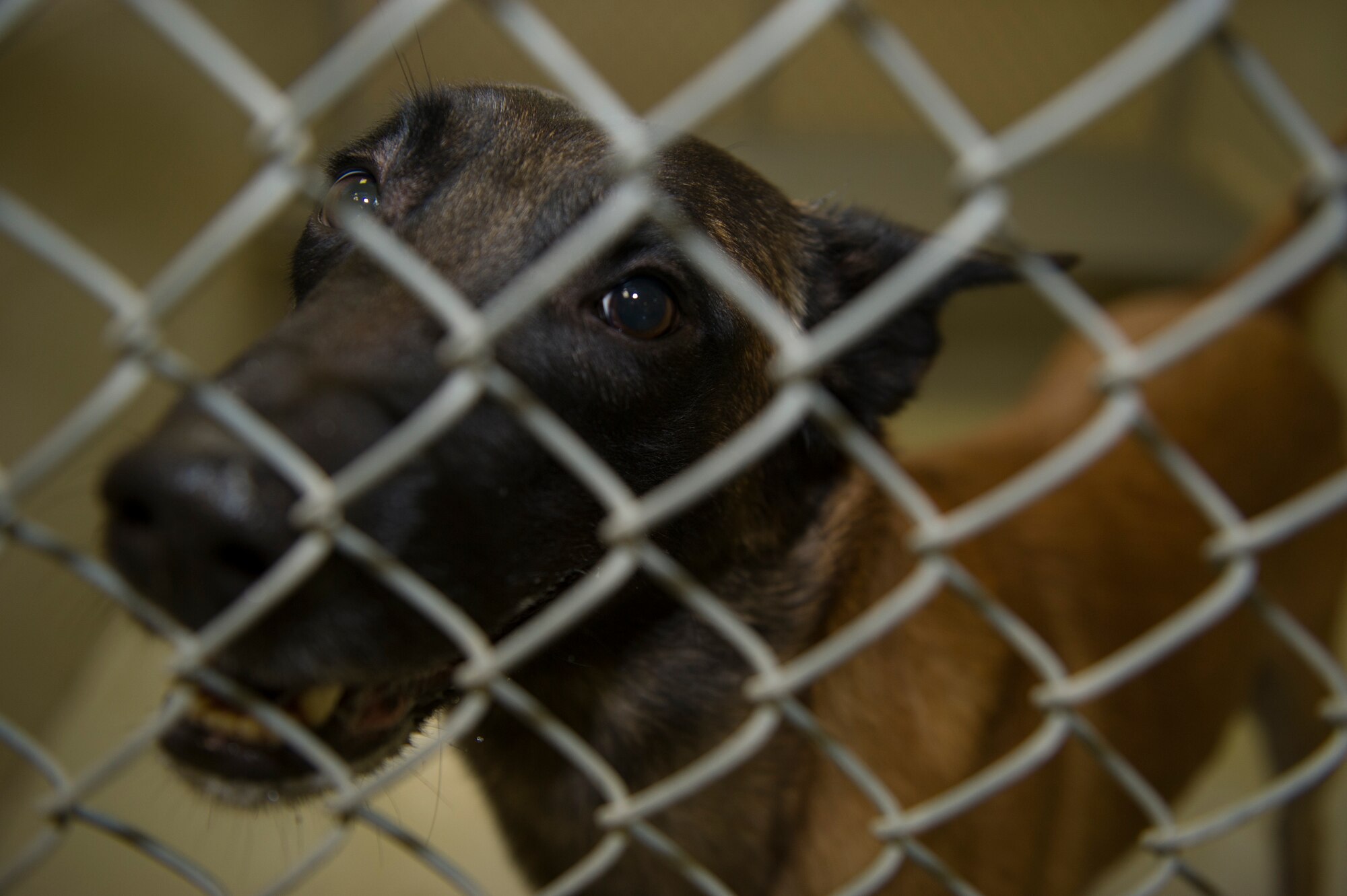 Jop, 49th Wing Security Forces Military Working Dog, smiles for the camera after finishing a bowl of food and water at Holloman Air Force Base, N.M., Jan. 22. Military Working Dog’s lives revolve around rigorous training with their handlers, making them integral assets to military operations and safety. (U.S. Air Force photo by Airman 1st Class Chase Cannon/Released)