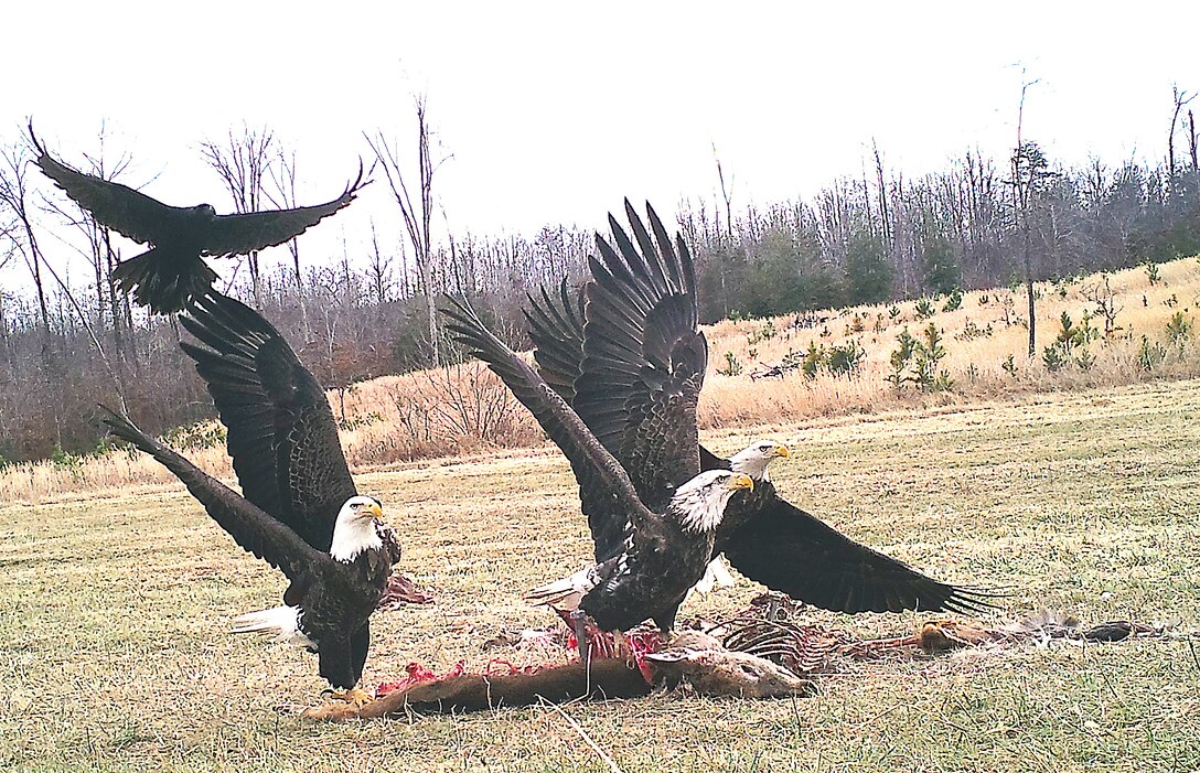 Bald eagles feasting on a deer carcass were photographed by a baited trail camera at Ponderosa Field on the west side of the base. Trail cameras are set up by Marine Corps Base Quantico’s Natural Resources and Environmental Affairs to monitor the bait sites in preparation for a tagging-and-release program that allows NREA to monitor the health and habits of the bald eagle population aboard the base.