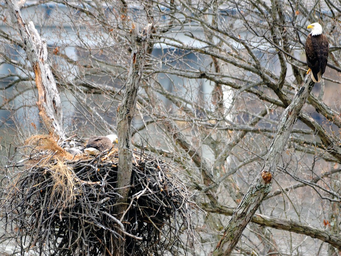 Many nesting pairs of bald eagles make their home aboard Marine Corps Base Quantico.  Marine Corps Base Quantico’s Natural Resources and Environmental Affairs monitor the health and habits of the bald eagle population aboard the base.