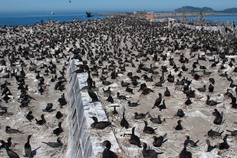 Double-crested cormorants nest on East Sand Island in the Columbia River. The U.S. Army Corps of Engineers developed a management plan and EIS to comply with the NOAA Fisheries' Federal Columbia River Power System Biological Opinion.