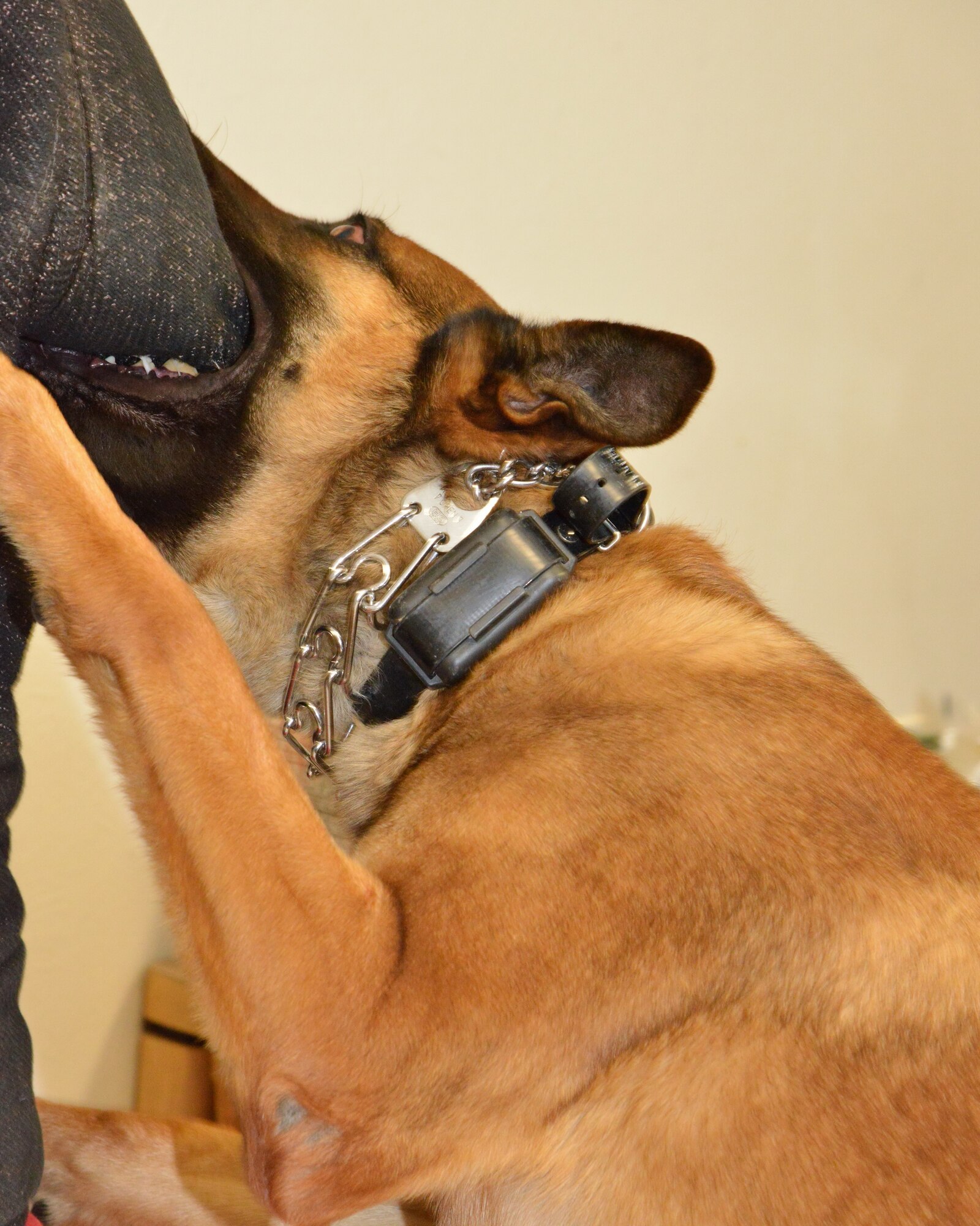 One of the working dogs grabs hold of a “decoy,” which is an Airman in a protective suit. (Photo by Jamie Burnett)