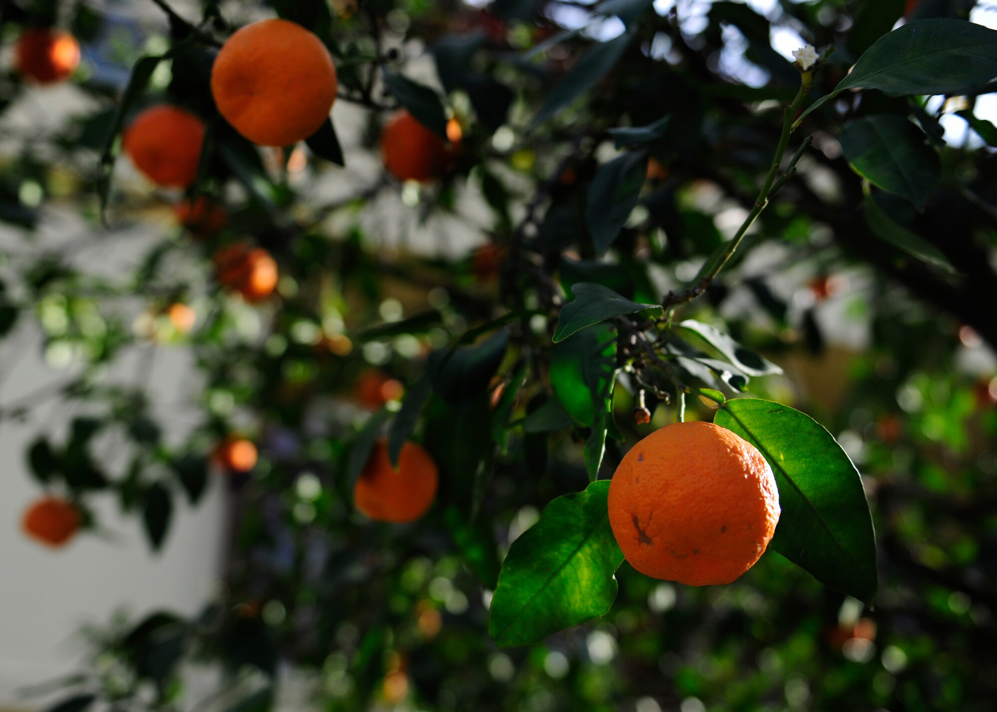 The Turunc Tree is a common bitter orange tree found throughout Turkey. Turkish people often use Turunc juice in their everyday cooking year round.  (U.S. Air Force photo by Senior Airman Ardrey/Released)