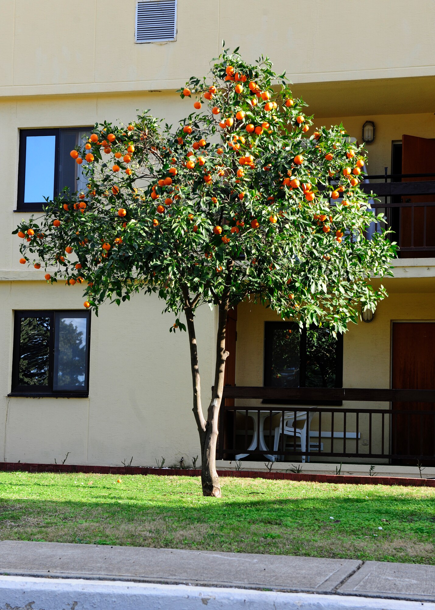 Due to the abundance of Turunc and citrus trees, the city of Adana hosts a ‘Lemon Blossom Festival’ every year in the spring. As with its juice, the skin of Turunc is used to make Turunc jam, which is quite popular in the cities of Adana and Antalya. (U.S. Air Force photo by Senior Airman Ardrey/Released)