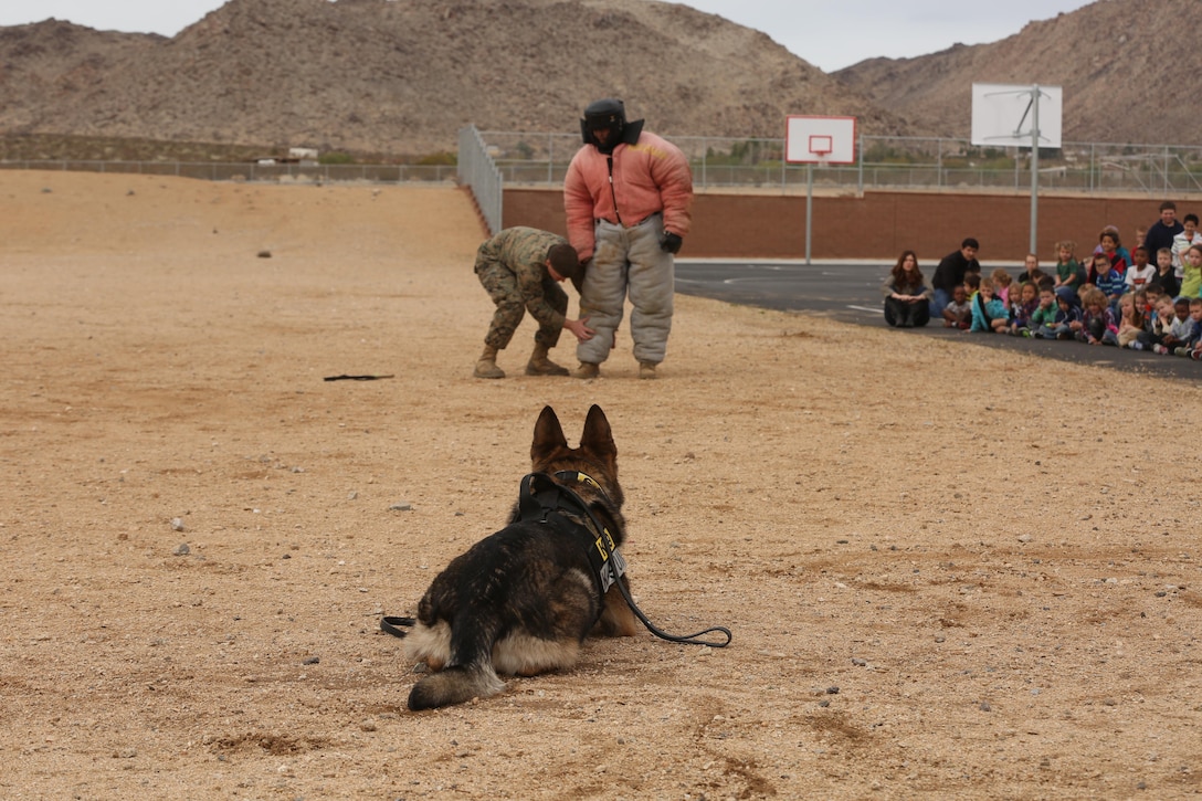 Baby, military working dog, K-9 unit, Provost Marshal’s Office, provides security as Cpl. John Scudder, MWD handler, PMO, searches a simulated perpetrator during an aggression demonstration at Joshua Tree Elementary School, Jan. 29, 2015. The MWD handlers showed the kids the capabilities and discipline of the MWDs. (Official Marine Corps Photo by Lance Cpl. Julio McGraw/Released)
