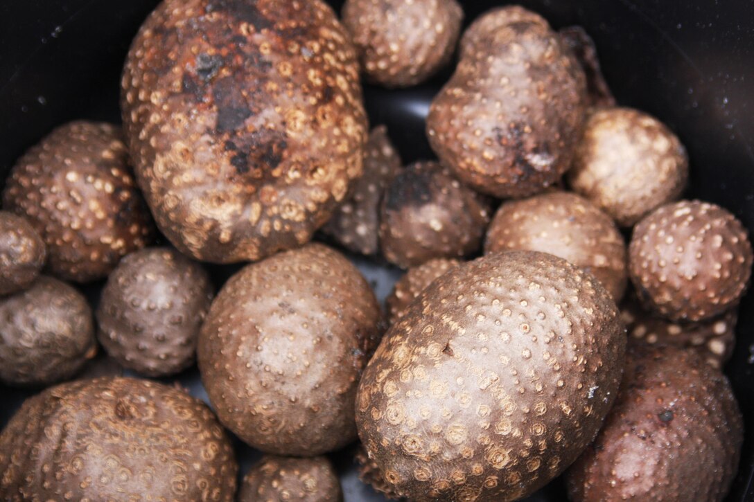 The aerial tubers, or bulbils, of the air potato dry and fall to the ground during the winter, making them easy to collect. Here are some of the 9,257 pounds of air potatoes that were collected in 2014.