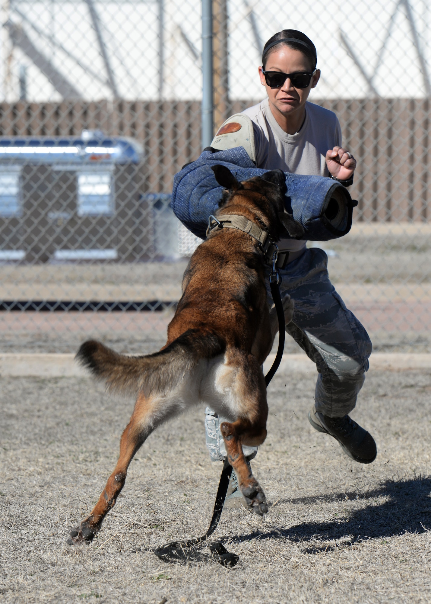 ALTUS AIR FORCE BASE, Okla. – Yyoda, a U.S. Air Force military working dod, bites U.S. Air Force Senior Airmen Laci Mendez, 97th Security Forces Squadron working dog handler, during bite training at the kennels, Feb. 10, 2015. Military working dogs are trained to bite and hold, releasing only when their handler gives the command. (U.S. Air Force photo by Airman 1st Class Megan E. Acs/Released)