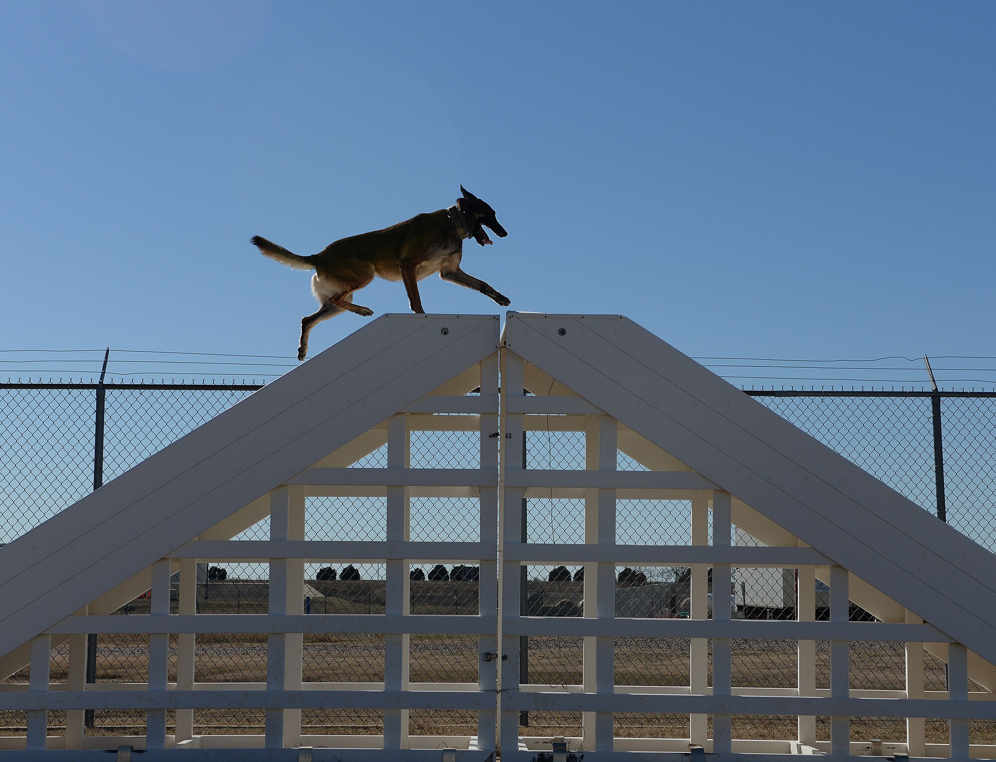 ALTUS AIR FORCE BASE, Okla. – Yyoda, a U.S. Air Force military working dog, runs up and down steps during obstacle course training at the kennels, Feb. 10, 2015. Military working dogs get at least an hour of search time and training every day. (U.S. Air Force photo by Airman 1st Class Megan E. Acs/Released)