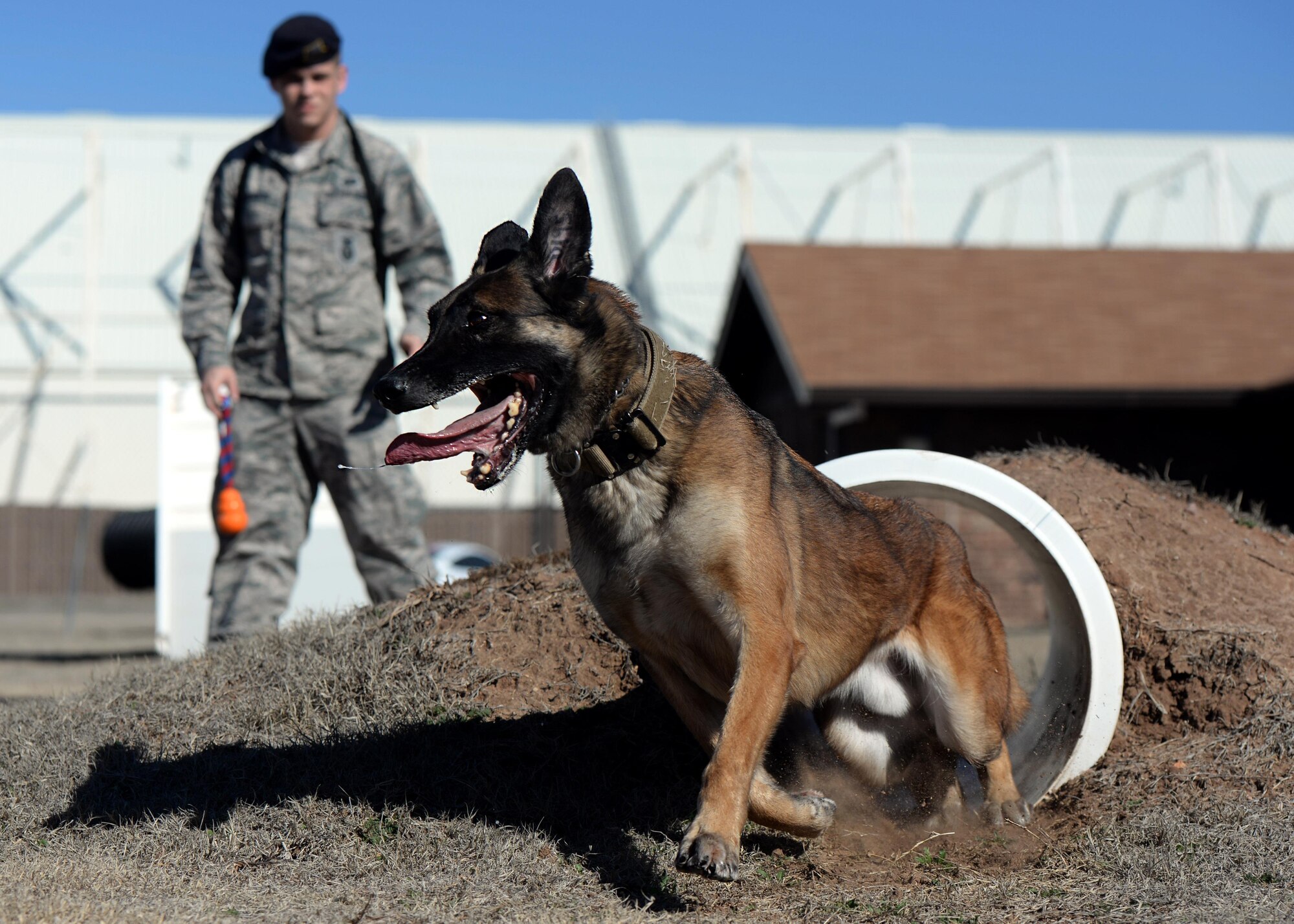 Yyoda, a U.S. Air Force military working dog, runs through a buried tunnel as part of obstacle course training with his handler, U.S. Air Force Staff Sgt. Justin Ridenour, 97th Security Forces Squadron working dog handler, at Altus Air Force Base, Oklahoma, Feb. 10, 2015. The obstacle course consists of a suspended tunnel, a buried tunnel, stairs, an A-frame, a catwalk and three hurdles. The purpose of the obstacle course is to put the canines in situations that other dogs may not normally experience. It gets them out of their comfort zone so they are more likely to chase a perpetrator, or accompany their handler through dangerous or unusual terrain. (U.S. Air Force photo by Airman 1st Class Megan E. Acs)