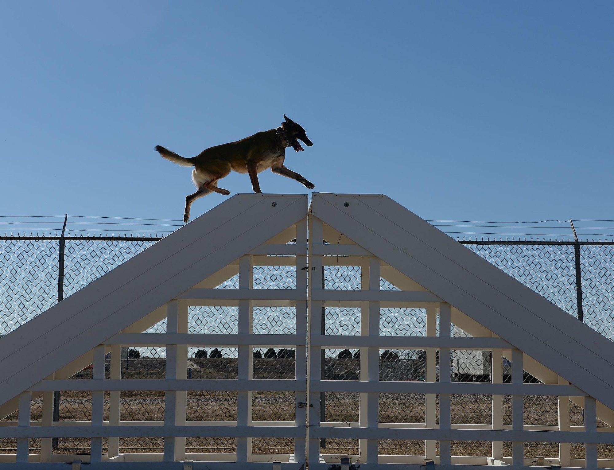Yyoda, a U.S. Air Force military working dog, runs up and down steps during obstacle course training at Altus Air Force Base, Oklahoma, Feb. 10, 2015. Military working dogs get at least an hour of search time and training every day. (U.S. Air Force photo by Airman 1st Class Megan E. Acs)