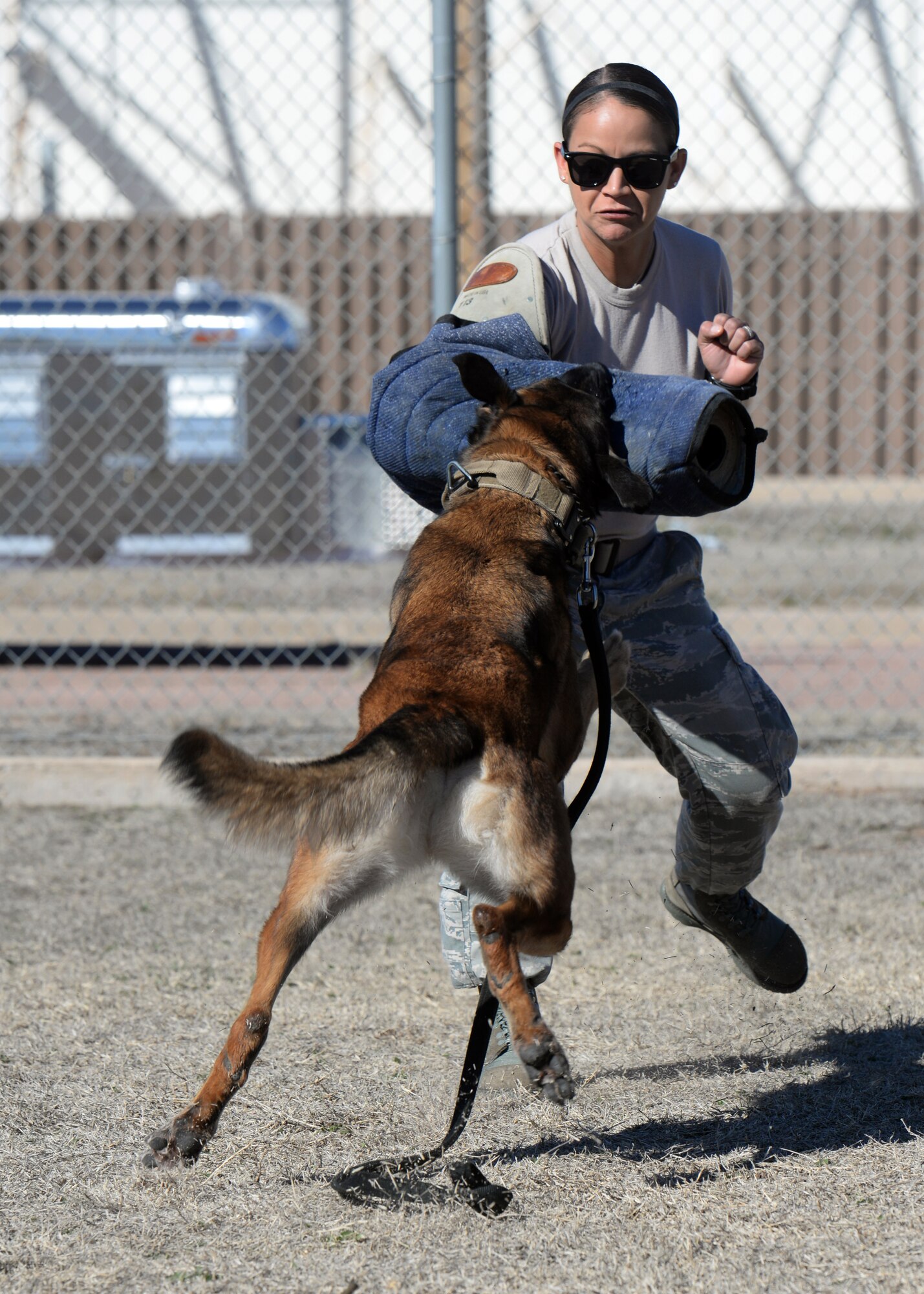 Yyoda, a U.S. Air Force military working dod, bites U.S. Air Force Senior Airmen Laci Mendez, 97th Security Forces Squadron working dog handler, during bite training at the kennels, Feb. 10, 2015. Military working dogs are trained to bite and hold, releasing only when their handler gives the command. (U.S. Air Force photo by Airman 1st Class Megan E. Acs)