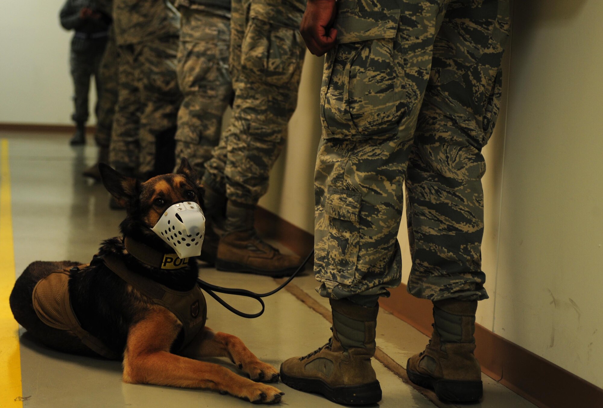 A 633rd Security Forces Squadron Military Working Dog rests as his handler processes both of them through a deployment exercise line Feb. 10, 2015, at Langley Air Force Base, Va. The MWDs deploy alongside their handlers in support of contingency operations around the world. (U.S. Air Force photo by Staff Sgt. Natasha Stannard)