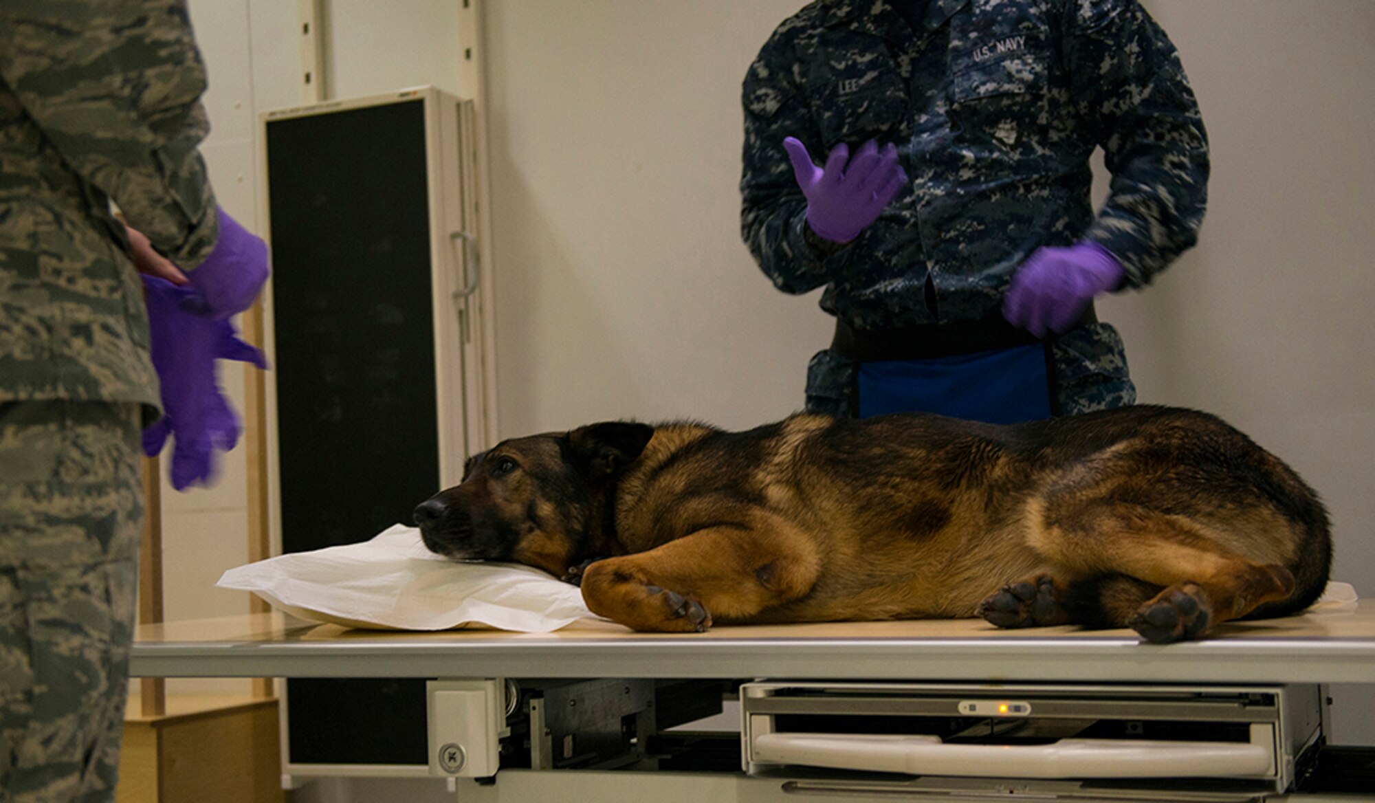 Brix, a drug patrol military working dog, begins to fall asleep in order to receive a series of X-rays at the radiology clinic on Joint Base McGuire-Dix-Lakehurst, New Jersey, Feb. 9, 2015. Brix is getting X-rays due to a condition called chronic lameness, one of the most common reasons military working dogs are retired. (U.S. Air Force photo by Joshua D. King/Released)