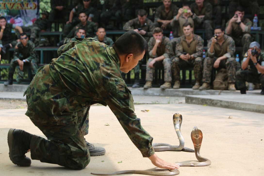 A Thai military instructor, known as the "Snake Man,” demonstrates how to approach and catch a cobra using only his hands during a jungle survival training course for U.S., South Korean and Thai Marines on Camp Lotawin, Kingdom of Thailand, Feb. 12, 2015. 