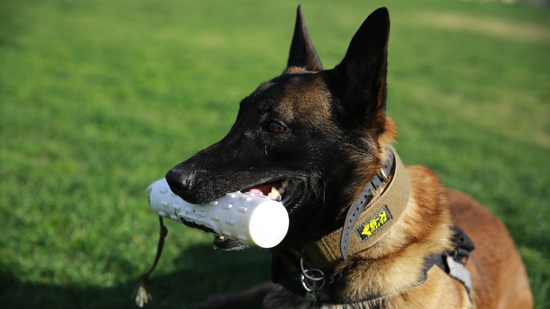 Sergeant Marlon Madison, a military police working dog trainer with Special Purpose Marine Air Ground Task Force Crisis Response Central Command 15.2 (SP-MAGTF-CR-CC), and his military working dog, Fedor, conduct directional training aboard Marine Corps Base Camp Pendleton, Calif., Feb. 11, 2015. The training was part of SP-MAGTF-CR-CC’s Certification Exercise held in several locations across southern California, Arizona, Nevada, and Idaho Feb. 5-14, 2015. Certification exercises are conducted regularly throughout the Corps, testing unit performance across a broad spectrum of mission sets and core mission essential tasks.