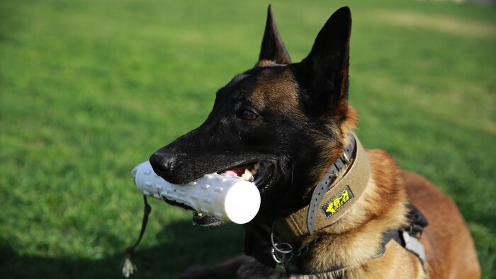 Sergeant Marlon Madison, a military police working dog trainer with Special Purpose Marine Air Ground Task Force Crisis Response Central Command 15.2 (SP-MAGTF-CR-CC), and his military working dog, Fedor, conduct directional training aboard Marine Corps Base Camp Pendleton, Calif., Feb. 11, 2015. The training was part of SP-MAGTF-CR-CC’s Certification Exercise held in several locations across southern California, Arizona, Nevada, and Idaho Feb. 5-14, 2015. Certification exercises are conducted regularly throughout the Corps, testing unit performance across a broad spectrum of mission sets and core mission essential tasks.