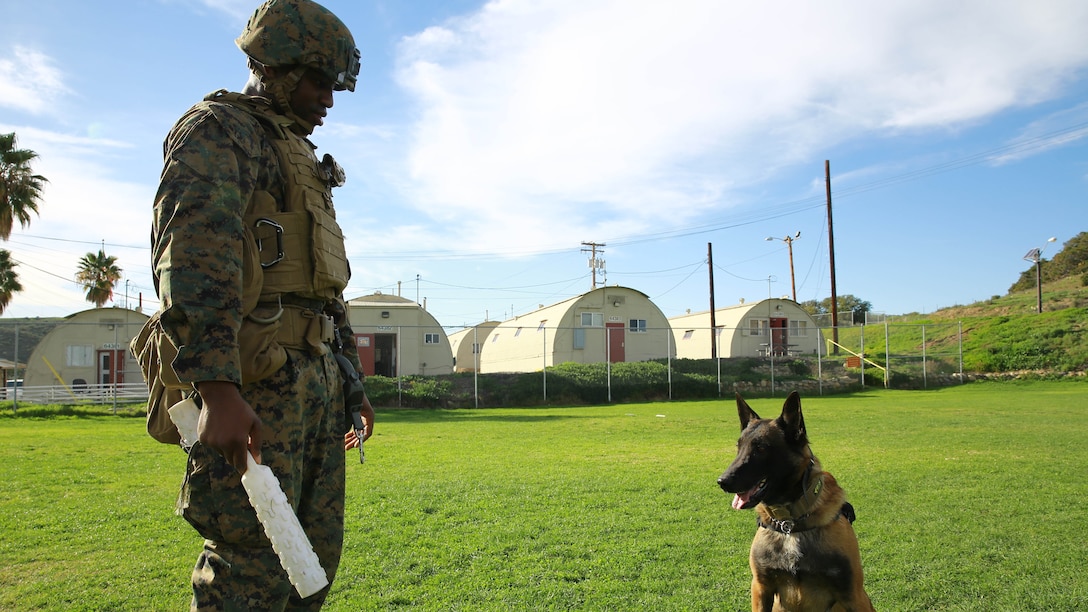 Sergeant Marlon Madison, a military police working dog trainer with Special Purpose Marine Air Ground Task Force Crisis Response Central Command 15.2 (SP-MAGTF-CR-CC), and his military working dog, Fedor, conduct directional training aboard Marine Corps Base Camp Pendleton, Calif., Feb. 11, 2015. The training was part of SP-MAGTF-CR-CC’s Certification Exercise held in several locations across southern California, Arizona, Nevada, and Idaho Feb. 5-14, 2015. Certification exercises are conducted regularly throughout the Corps, testing unit performance across a broad spectrum of mission sets and core mission essential tasks.