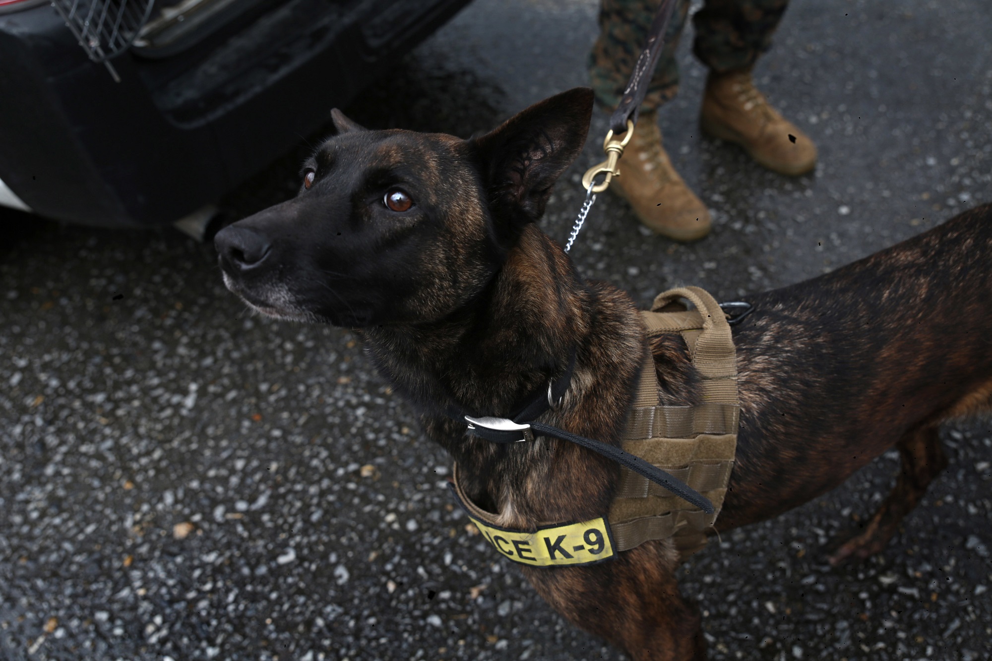 bomb dog handler training