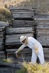 Tech. Sgt. Rodney Buntyn calms a beehive with smoke as he prepares to move wooden frames from a work site April 2, 2010, at Guantanamo Bay, Cuba. The 474th Expeditionary Civil Engineer Squadron supports Joint Task Force Guantanamo by maintaining the Expeditionary Legal Complex and Camp Justice facilities and infrastructure power production craftsman with the Mississippi Air National Guard's 186th Civil Engineering Squadron, deployed to Joint Task Force Guantanamo with the 474th Expeditionary Civil Engineering Squadron,.