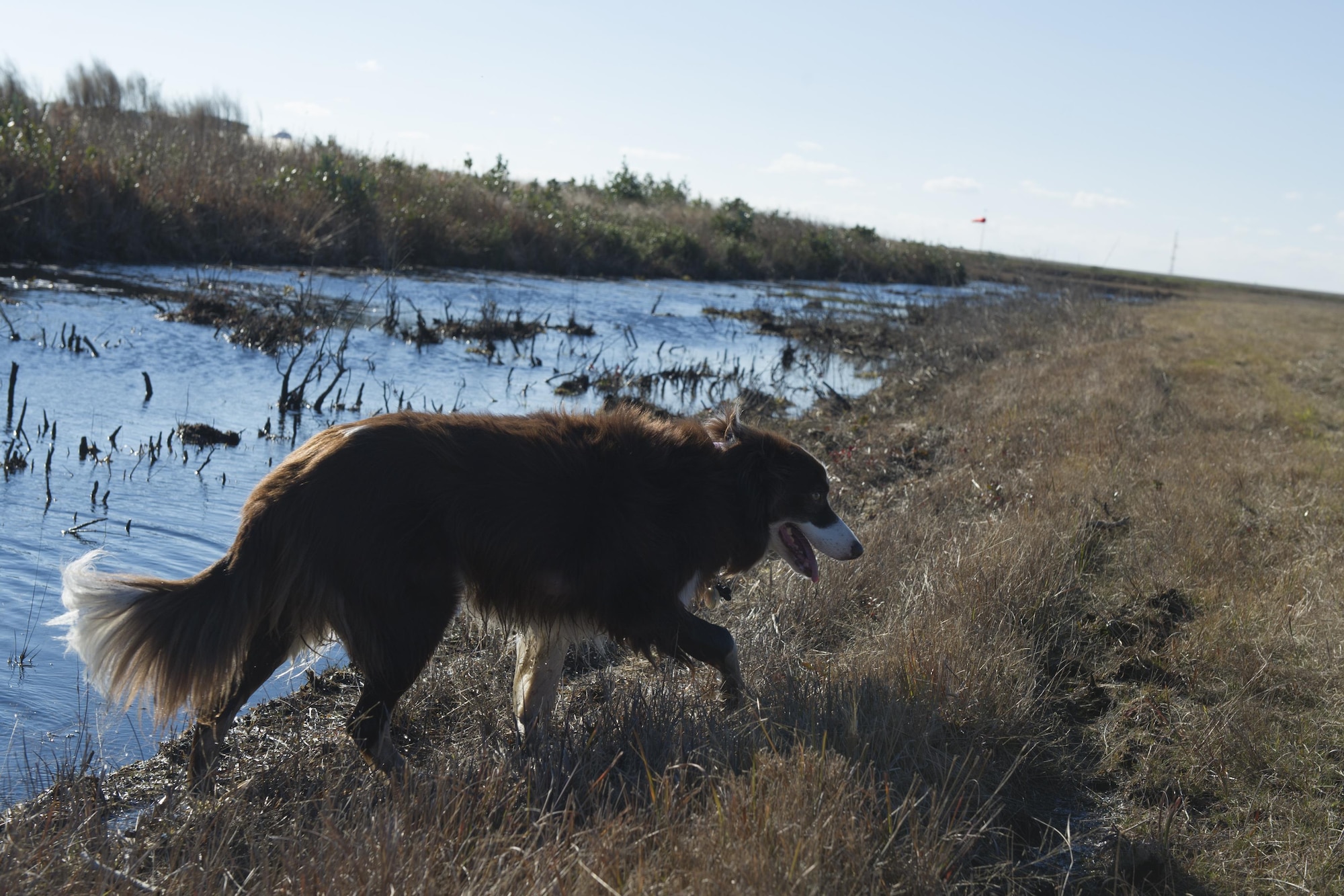 Sonic, a Bird and Wildlife Aircraft Strike Hazard canine, cools off after one of her morning patrols on the flightline on Hurlburt Field, Fla., Jan. 26, 2015. This 8-year-old Border collie is on call whenever the Hurlburt Field flightline is in use. (U.S. Air Force photo/Senior Airman Hayden K. Hyatt) 