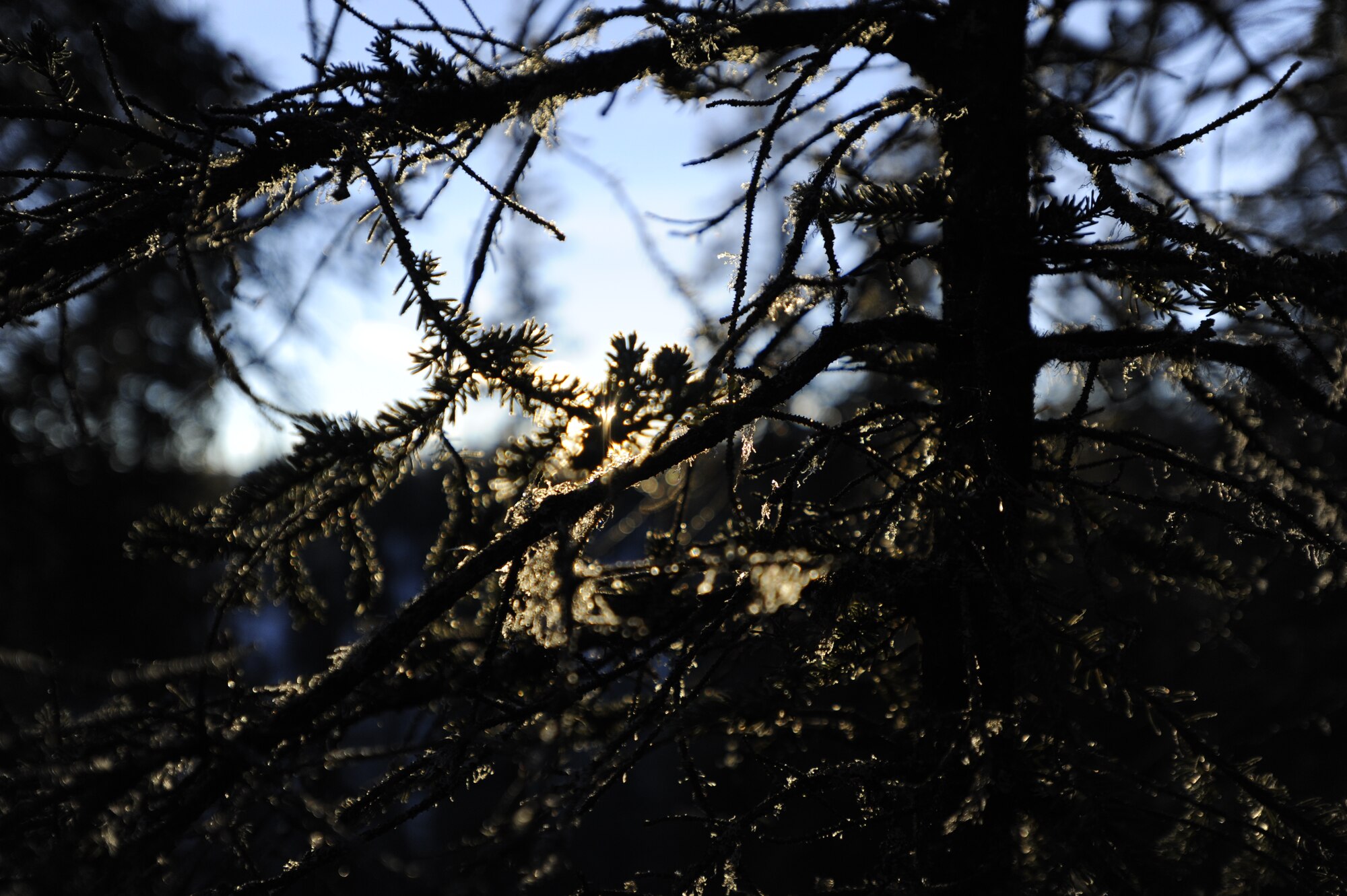 The sun lights up the frozen needles of an evergreen in Denali National Park, Alaska, Jan. 19, 2015. Denali National Park encompasses more than 6 million acres of land, containing hundreds of miles of trails and is home to Mount McKinley, the highest peak in North America. (U.S. Air Force photo by 1st Lt. Elias Zani/Released)