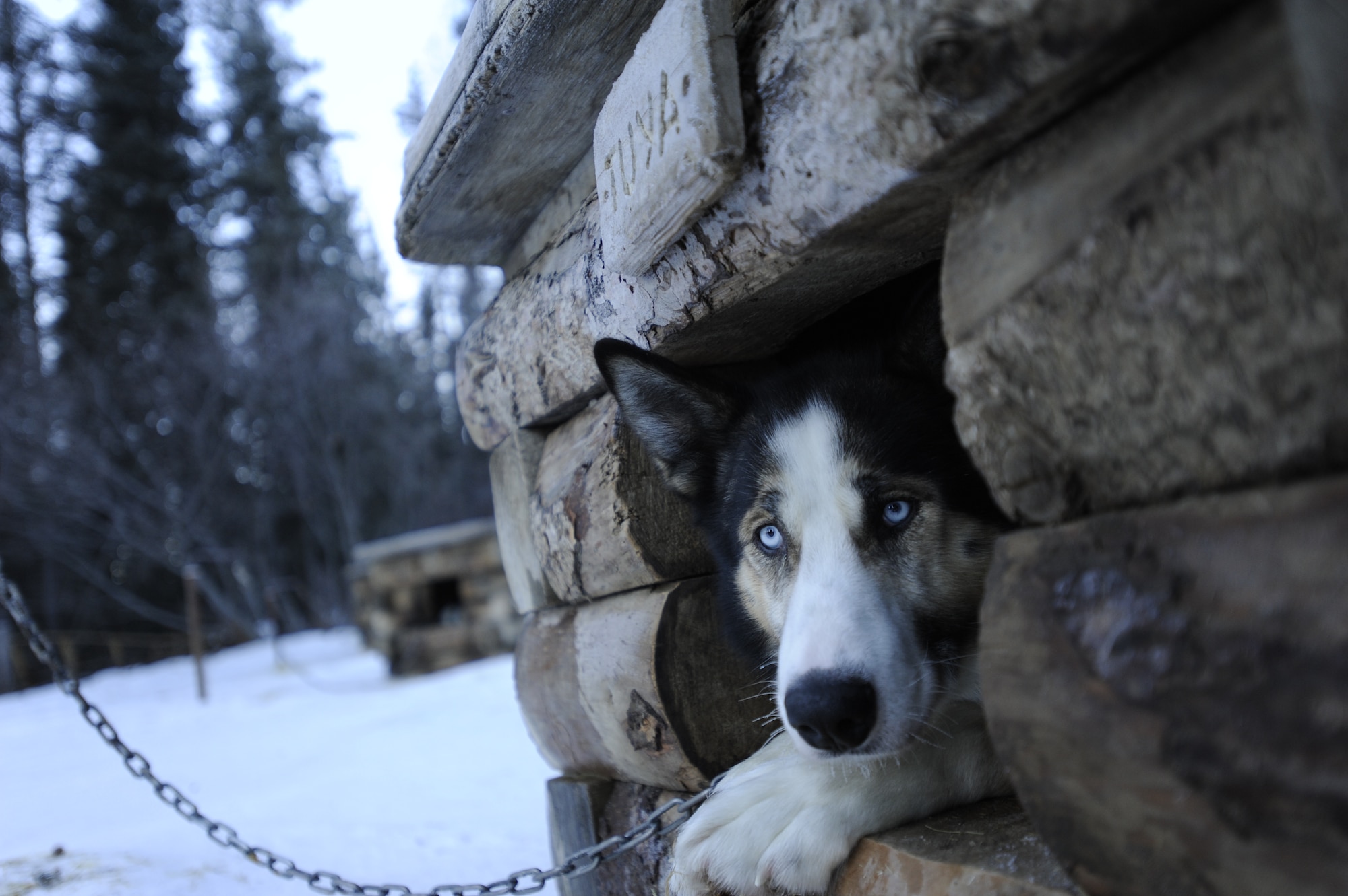 Tuya, a sled dog, rests in her doghouse after greeting a handful of park guests at Denali National Park, Alaska, Jan. 19, 2015. Denali National Park has nearly 30 sled dogs that patrol much of the park’s 6 million acres throughout the winter; visitors are encouraged to meet the dogs while the dogs are not on patrol. (U.S. Air Force photo by 1st Lt. Elias Zani/Released)