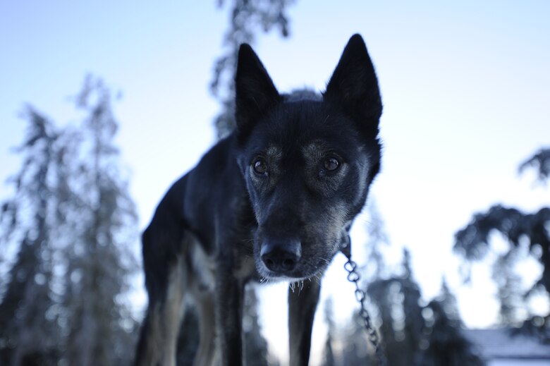 A sled dog from Denali National Park, Alaska, stands on the top of his doghouse Jan. 19, 2015. Denali National Park has nearly 30 sled dogs that patrol much of the park’s 6 million acres throughout the winter; visitors are encouraged to meet the dogs while they are not on patrol. (U.S. Air Force photo by 1st Lt. Elias Zani/Released)