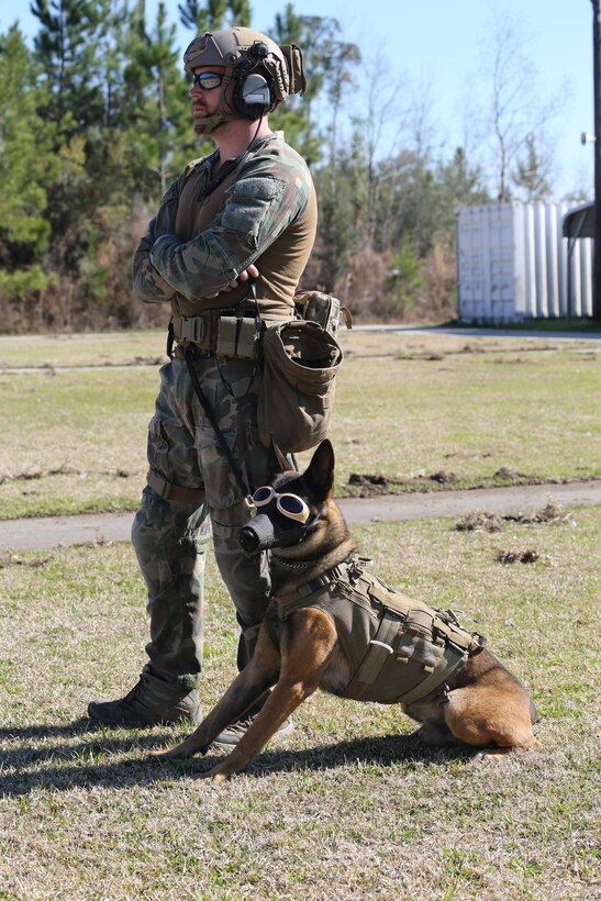 A Critical Skills Operator with 3rd Marine Special Operations Battalion, U.S. Marine Corps Forces Special Operations Command, and his Multi-Purpose Canine, Lando, watch as Marines with 2nd Combat Engineer Battalion, 2nd Marine Division, fire M-4 carbine rifles and M-9 service pistols at a range here, Feb. 10, 2015. Marines with 3rd MSOB participated in RAVEN 15-03, a 10-day realistic military training exercise to enhance the battalion’s readiness for worldwide support to global security. Marines with 2nd CEB played the role of a partner nation force during the exercise. (Official U.S. Marine Corps photo by GySgt. Josh Higgins/released)