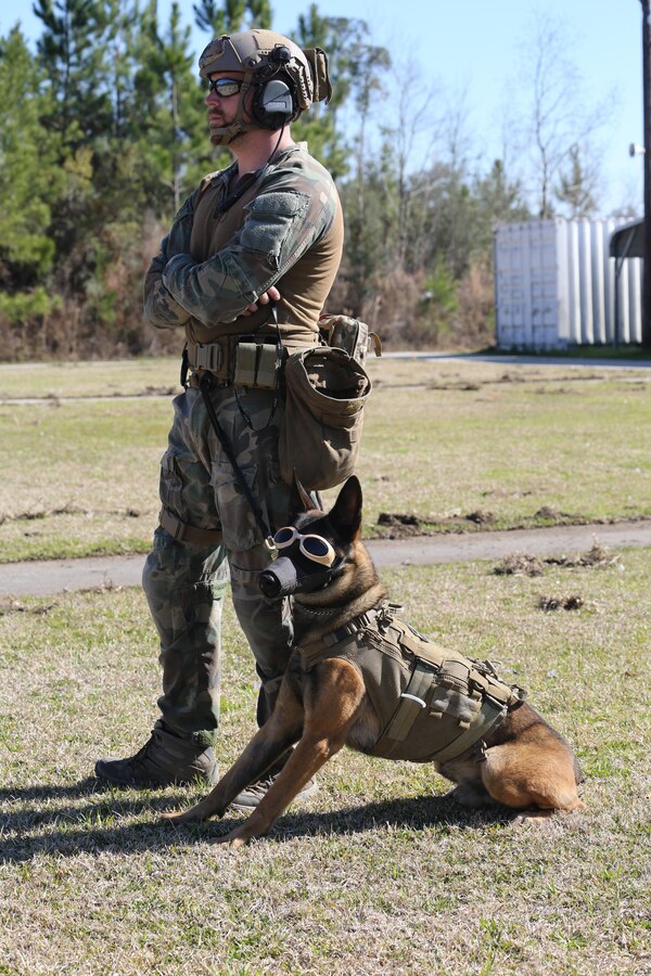 A Critical Skills Operator with 3rd Marine Special Operations Battalion, U.S. Marine Corps Forces Special Operations Command, and his Multi-Purpose Canine, Lando, watch as Marines with 2nd Combat Engineer Battalion, 2nd Marine Division, fire M-4 carbine rifles and M-9 service pistols at a range here, Feb. 10, 2015. Marines with 3rd MSOB participated in RAVEN 15-03, a 10-day realistic military training exercise to enhance the battalion’s readiness for worldwide support to global security. Marines with 2nd CEB played the role of a partner nation force during the exercise. (Official U.S. Marine Corps photo by GySgt. Josh Higgins/released)