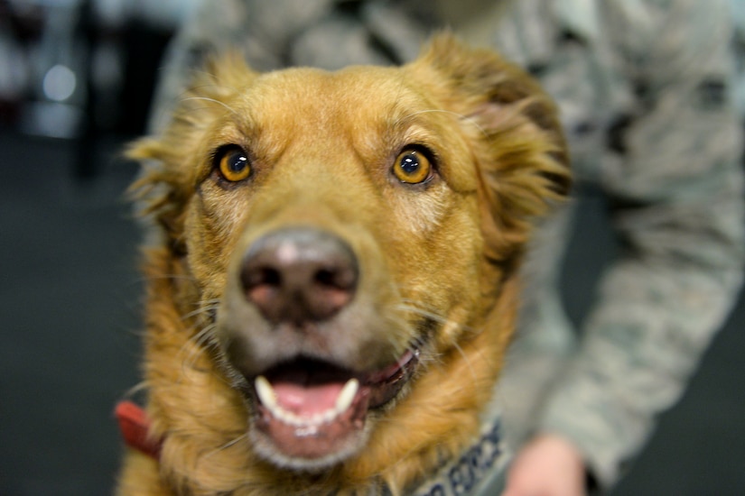 Lilly, an 8-year-old Australian Shepard and therapy dog, visits with Airmen from the 628th Civil Engineer Squadron Explosive Ordnance Disposal Feb. 25, 2015 at Joint Base Charleston, S.C. Lilly is part of the 628th Medical Operations Squadron therapy dog program, which reaches out to military members by contributing to their well-being, boosting moral and promoting Mental Health Clinic services. (U.S. Air Force photo/Senior Airman Jared Trimarchi) 