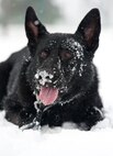 Military working dog Vito, assigned to the 436th Security Forces Squadron, takes a rest in the snow-covered MWD training area Feb. 26, 2015, on Dover Air Force Base, Del. Vito, a 2 and a half year-old German Shepherd chased and retrieved the jute tug in 3 inches of snow that fell on Dover AFB. (U.S. Air Force photo/Roland Balik)
