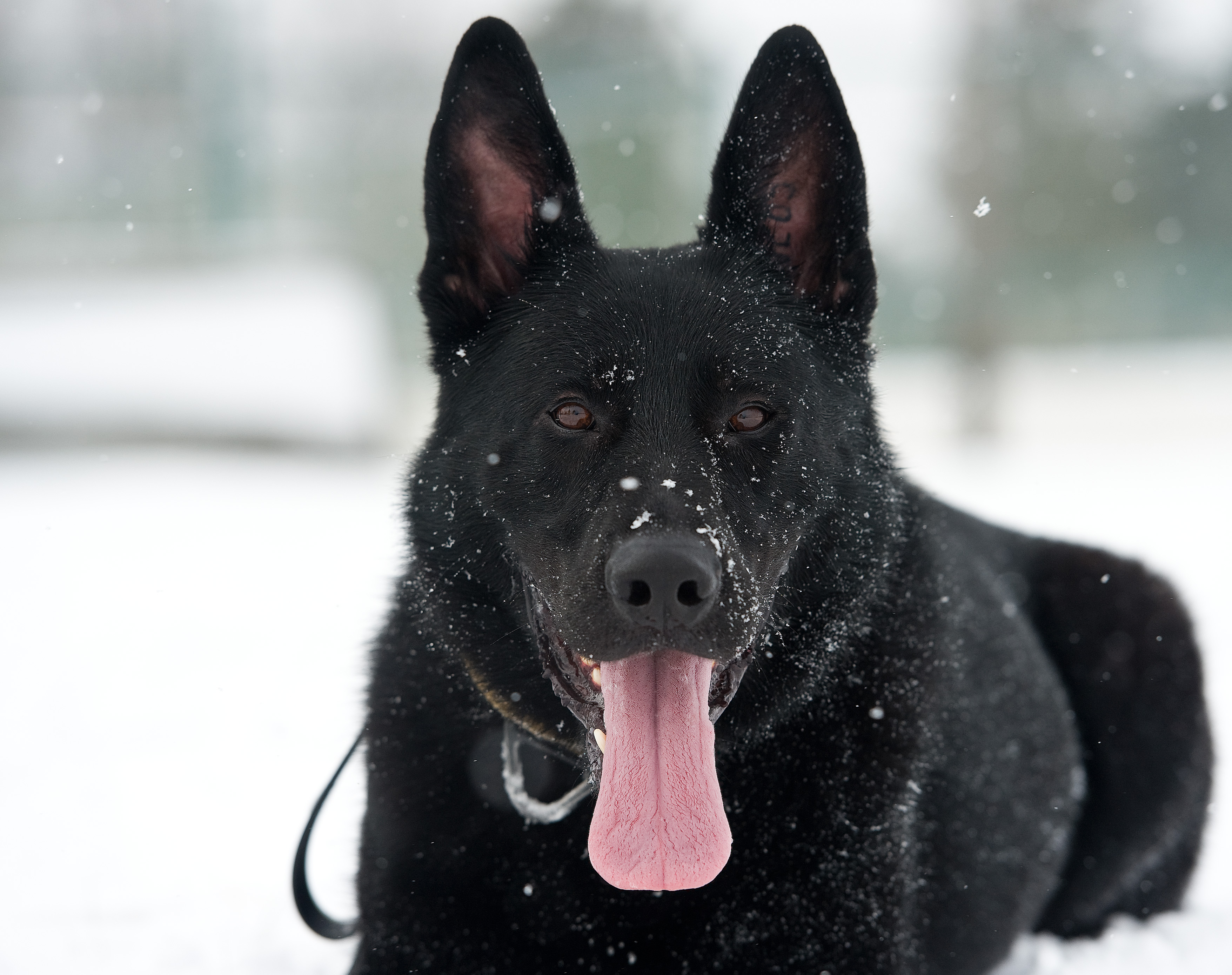 Snapshot Dog Days Of Winter Dover Air Force Base News