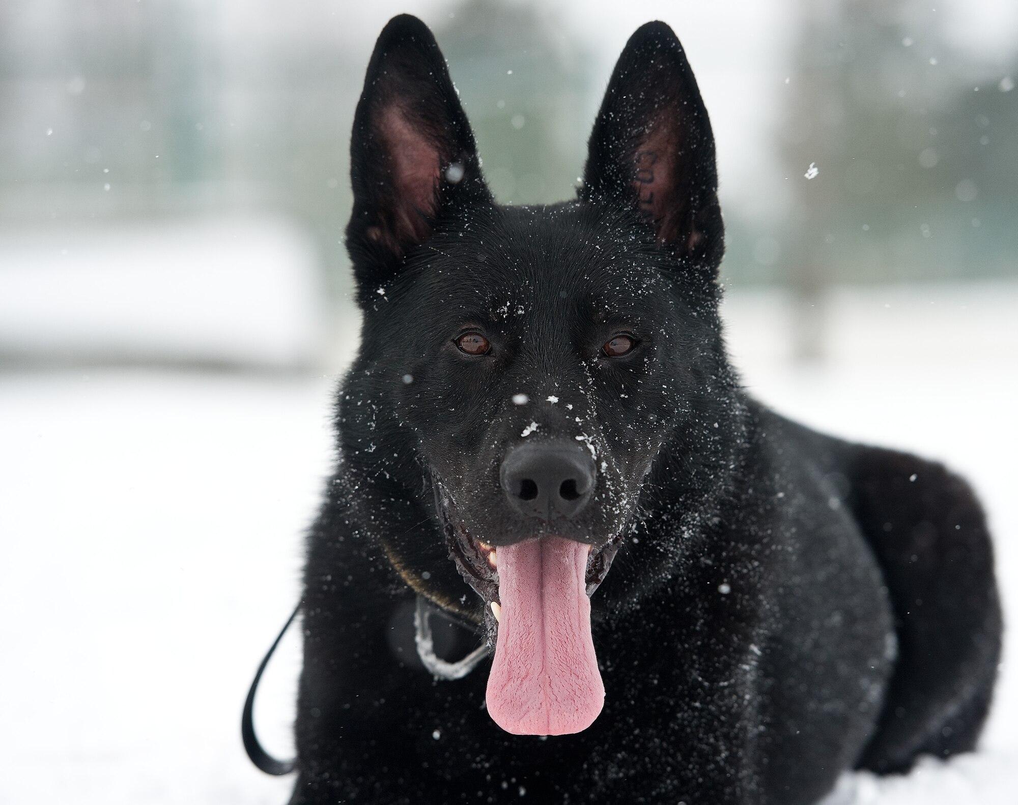 Military working dog Vito, assigned to the 436th Security Forces Squadron, takes a rest in the snow MWD training area Feb. 26, 2015, on Dover Air Force Base, Del. Vito, a 2 and a half year-old German Shepherd chased and retrieved the jute tug thrown by his handler, Staff Sgt. Craig Eveland. (U.S. Air Force photo/Roland Balik)