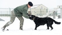 Staff Sgt. Craig Eveland, 436th Security Forces Squadron military working dog handler, tries to pull a jute tug from MWD Vito Feb. 26, 2015, on Dover Air Force Base, Del. Vito, a German Shepherd chased and retrieved the jute tug in the MWD training area for approximately 15 minutes. (U.S. Air Force photo/Roland Balik)