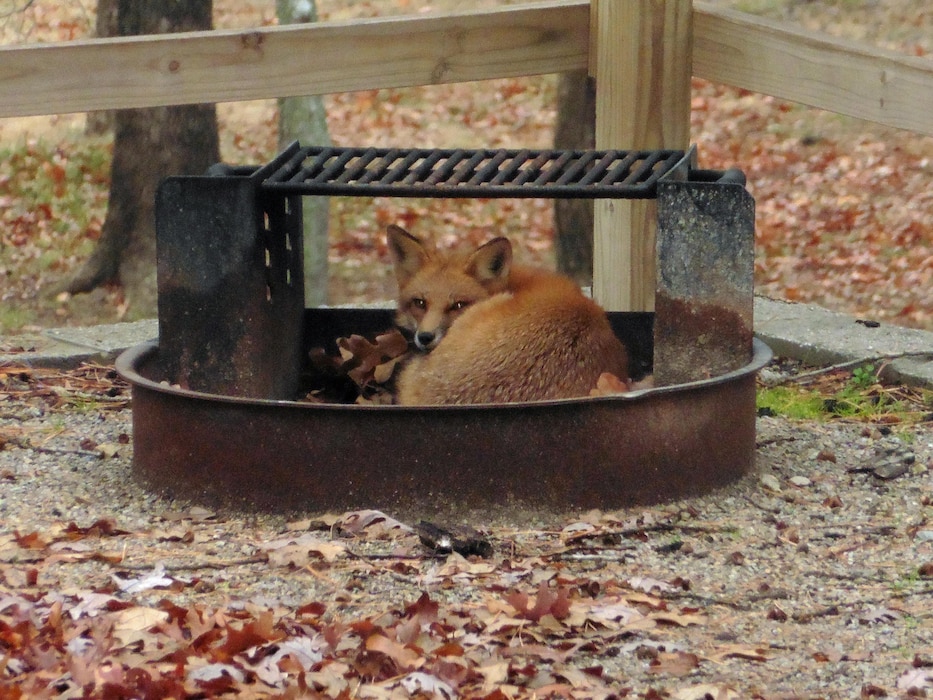 Red Fox at Norfork Lake