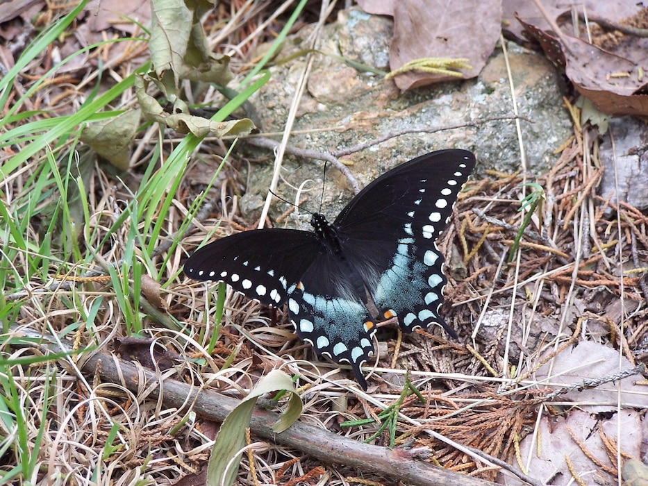 Spicebush Swallowtail Butterfly at Cranfield Trail on Norfork Lake. 