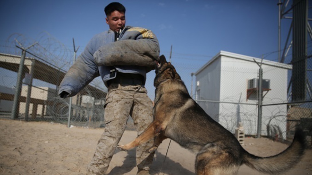 U.S. Marine Cpl. William Perkins, acting as a simulated suspect and assigned to Special Purpose Marine Air Ground Task Force-Crisis Response-Central Command, Command Element wrestles with a military working dog during controlled aggression training in the Central Command area of operations, Dec. 28, 2014. The dogs and trainers conducted controlled aggression training, which is designed to teach them to apprehend and restrain a target rather than kill or seriously injure.