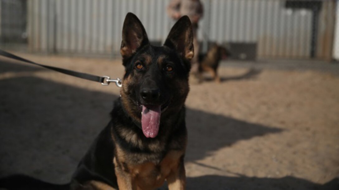 Marine working dog Akim, from Law Enforcement Detachment, Special Purpose Marine Air Ground Task Force-Crisis Response-Central Command, Command Element, waits patiently for the command to attack during a training session, in the Central Command area of operations, Dec. 28, 2014. Military working dogs are trained in numerous different areas of specialty, to include explosives detection, drugs and narcotics detection, and even human tracking.