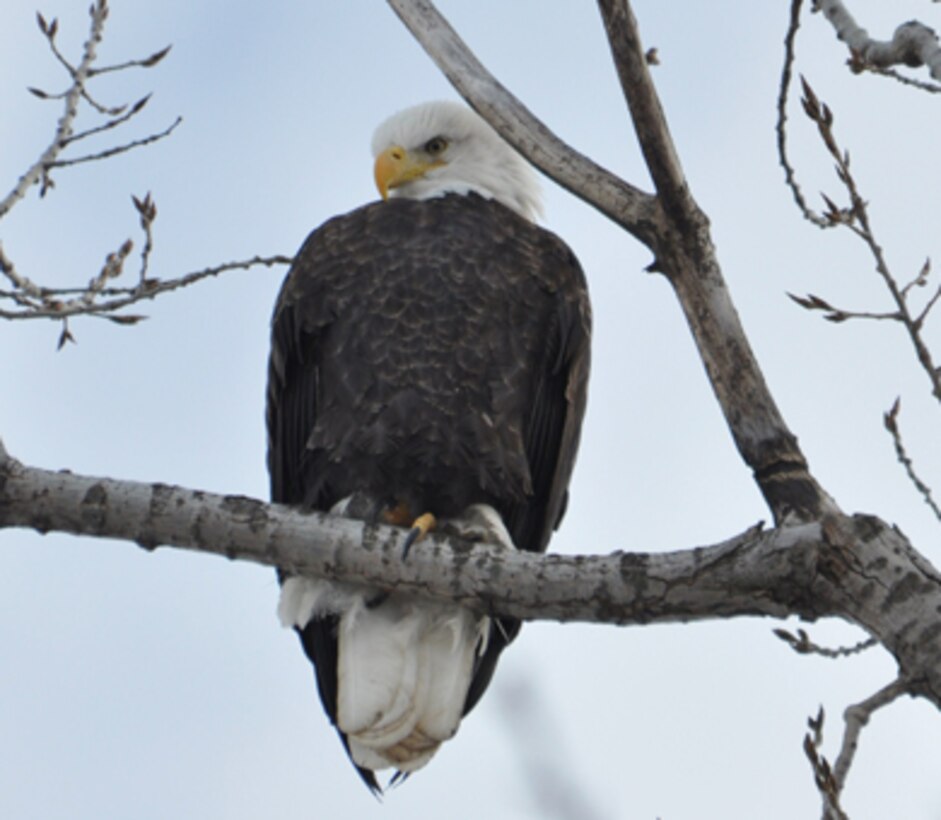 Bald Eagle