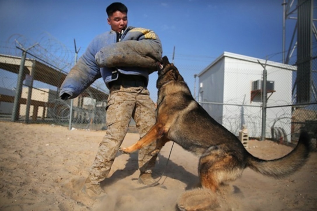 U.S. Marine Cpl. William Perkins, left, wrestles with Akim, a military working dog, during controlled aggression training in the U.S. Central Command area of operations, Dec. 28, 2014. Perkins is assigned to Special Purpose Marine Air Ground Task Force-Crisis Response-Central Command, Command Element.