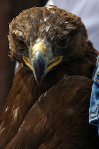 Close-up of a rehabilitated golden eagle prior to its release at Camp Williams Veterans Memorial Park April 10. The eagle was returned to the wild in honor of 39 Utah Servicemembers who have died in Iraq and Afghanistan.