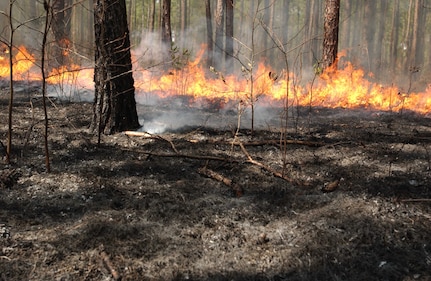 The key to prescribed burning is control…control achieved by carefully choosing the time and conditions under which the burn is conducted.  Uncontrolled wildfire can be one of nature’s most destructive forces destroying timber, burning homes and infrastructure, killing wildlife and causing human deaths.  Properly conducted, control burns do not kill trees that have grown beyond the seedling stage.  They burn along the forest floor with flames rarely rising higher than three to six feet from the ground. (Courtesy photo)