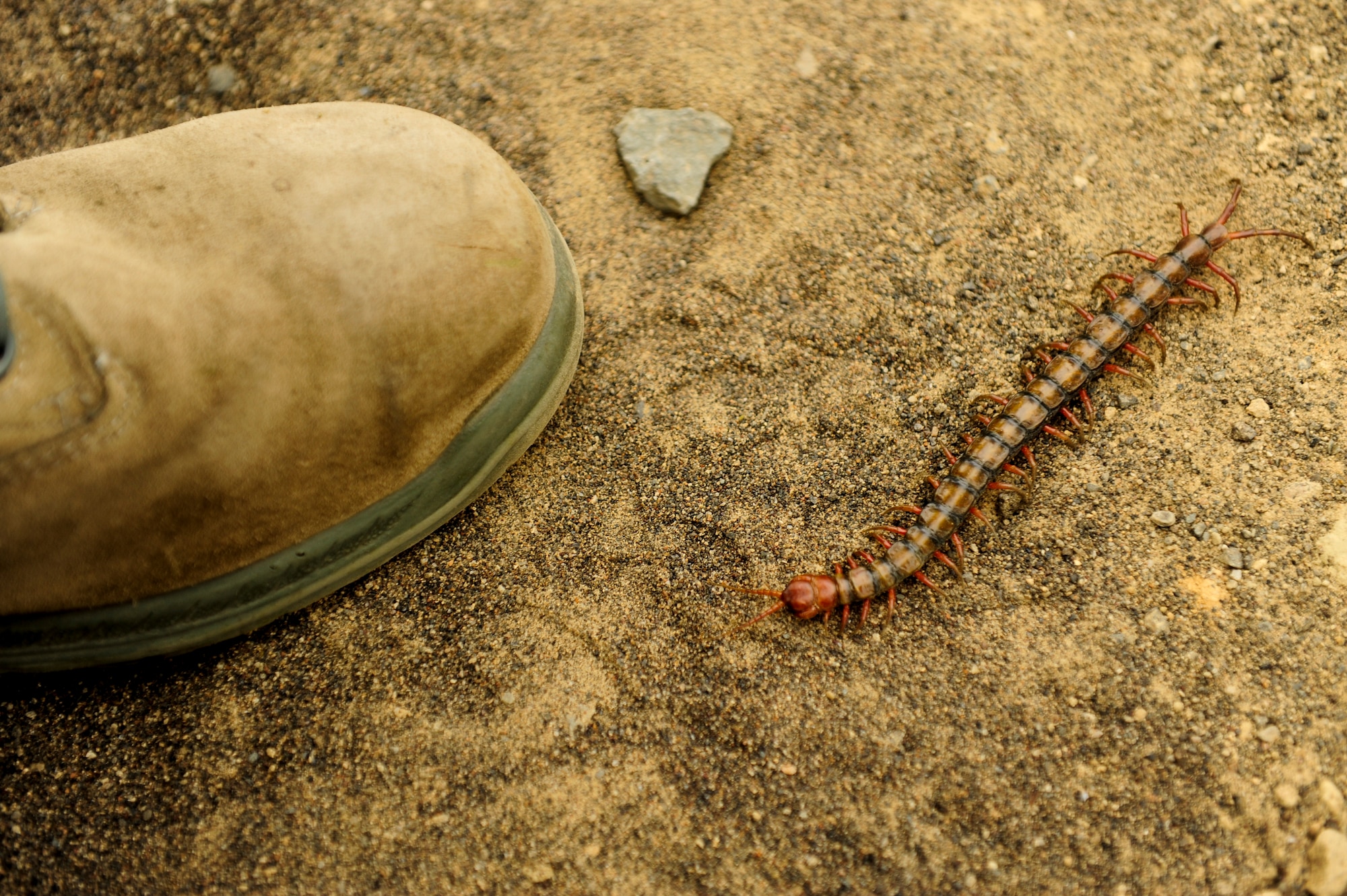 A centipede crawls near the boot of an Airman Jan. 8, 2015, on Iwo To, Japan. These venomous insects were just one of many hardships troops had to endure during the battle of Iwo Jima, along with rugged terrain, short supplies and a poor water supply. (U.S. Air Force photo by Airman 1st Class John Linzmeier)