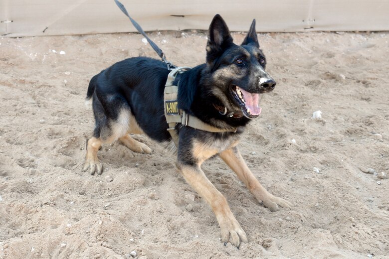 Military Working Dog Oxigen reacts to a simulated perpetrator during a training exercise at an undisclosed location in Southwest Asia Jan. 5, 2015.  The MWD teams are a dual purpose weapon system, providing intelligence, surveillance, reconnaissance and strike capability. (U.S. Air Force photo/Tech. Sgt. Marie Brown)