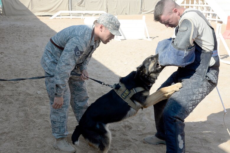 Staff Sgt. Justin, military working dog handler, holds his MWD Oxigen while Staff Sgt. Matthew, military working dog trainer, presents the bite sleeve to Oxigen during a training exercise at an undisclosed location in Southwest Asia Jan. 5, 2015. Currently the MWD teams are preparing for an upcoming move to a new kennel facility expected to be completed by June of this year. Justin is currently deployed from Fairchild Air Force Base, Wash., and is a native to Tamuning, Guam. Matthew is currently deployed from Grand Forks Air Force Base, N.D., and is a native of Dumfries, Va. (U.S. Air Force photo/Tech. Sgt. Marie Brown)